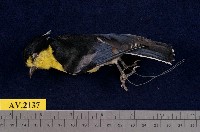 藏品(黃山雀)的圖片
